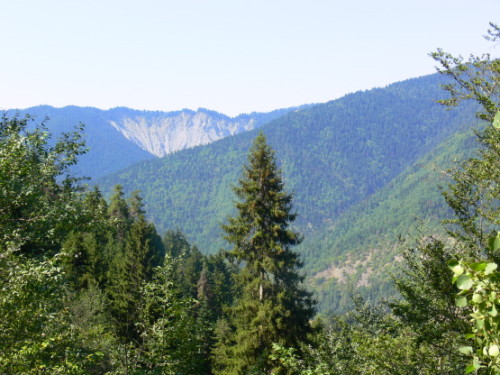 Georgia Borjomi Forest