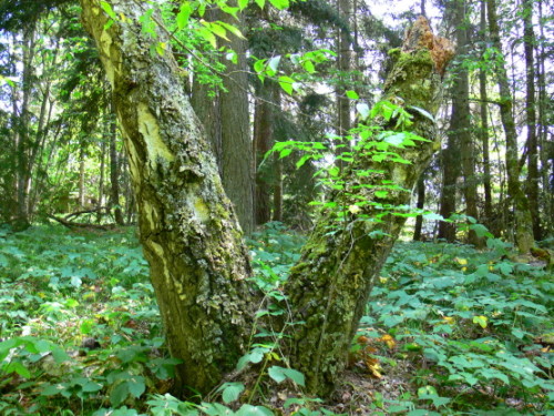Georgia Borjomi Moss Tree