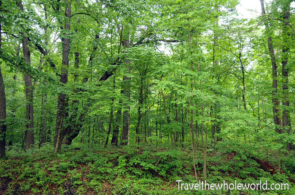 Indiana Clifty Falls Forest