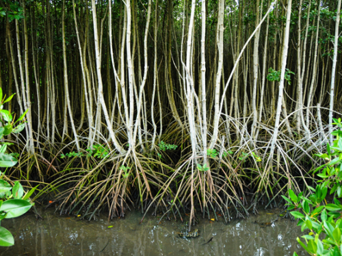 Indonesia Bali Mangrove