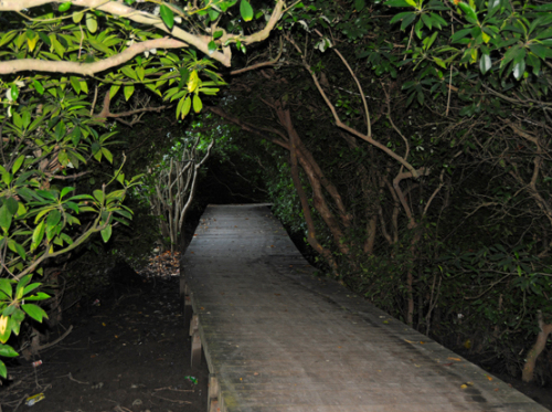 Indonesia Bali Mangrove Forest Boardwalk