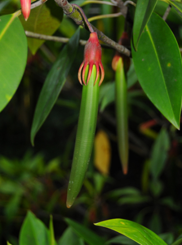 Indonesia Bali Mangrove Seed