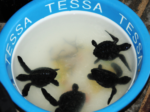 Indonesia Bali Sea Turtles Babies