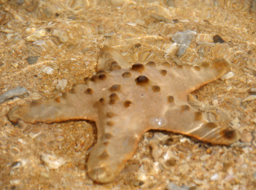 Indonesia Bali Starfish