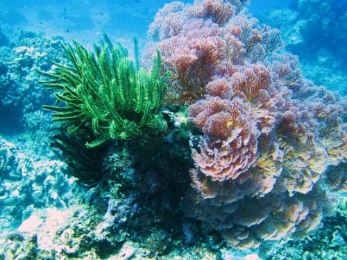 Indonesia Lombok Diving Coral