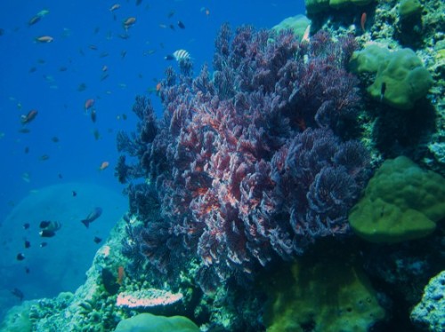 Indonesia Lombok Diving Coral