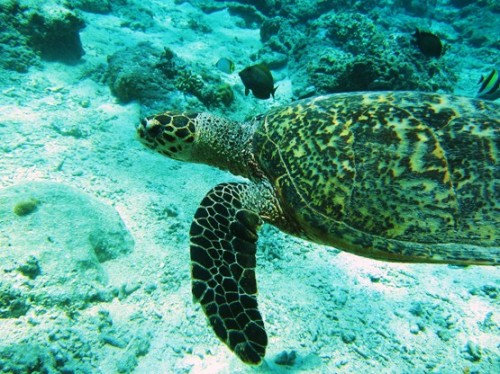 Indonesia-Lombok-Diving-Sea-Turtle