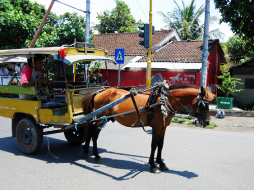 Indonesia Lombok Horse