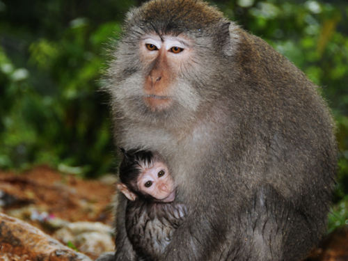 Indonesia Lombok Monkey Forest Baby