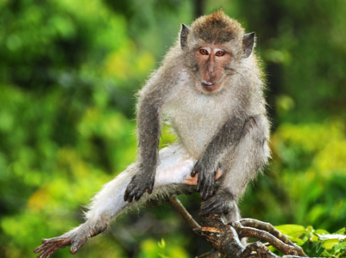 Indonesia Lombok Monkey Forest Tree