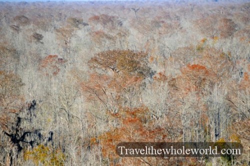 Mississippi Coast Woodland