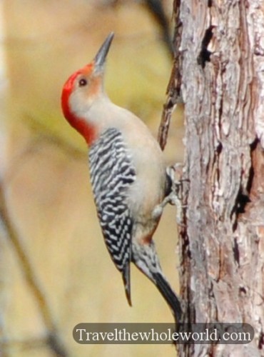 Mississippi Coast Woodpecker