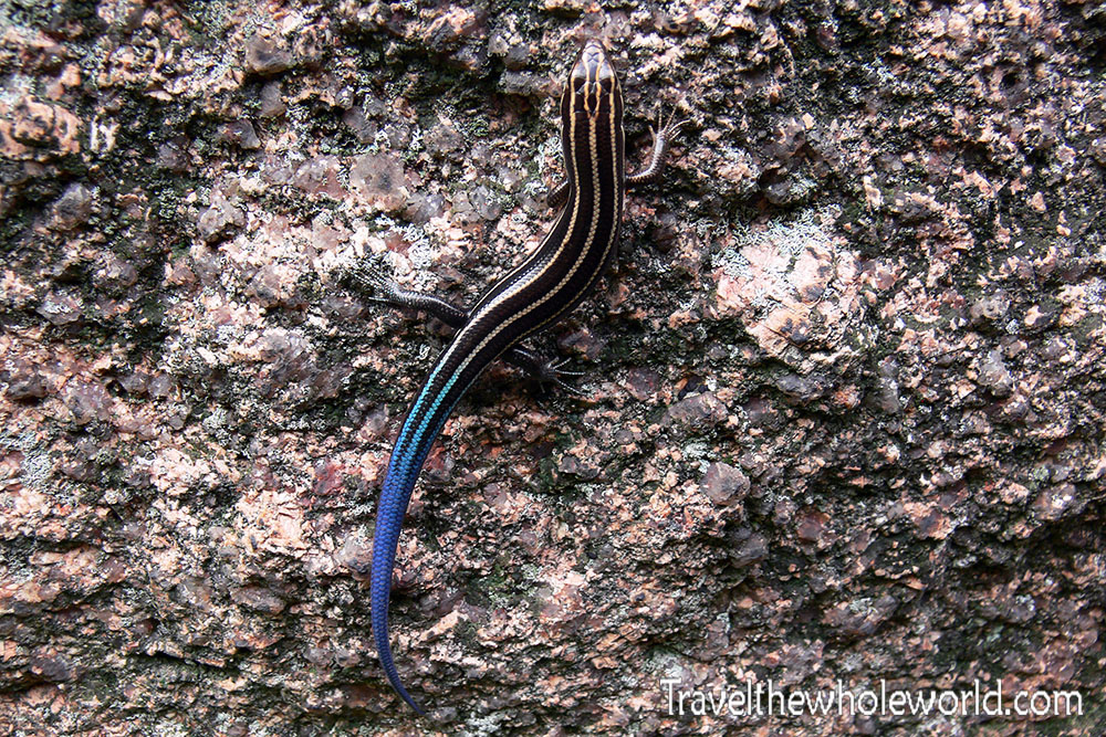 Missouri Five Lined Skink Blue Tailed