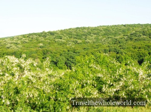 Moldova Forest