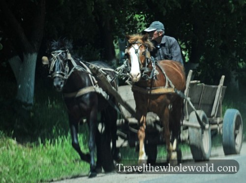 Moldova Horse