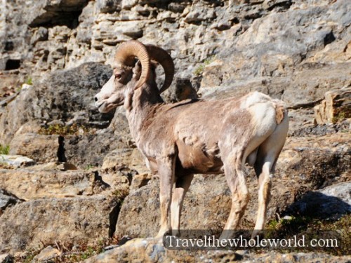 Glacier National Park Big Horn Sheep