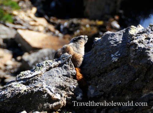 Glacier National Park Marmot