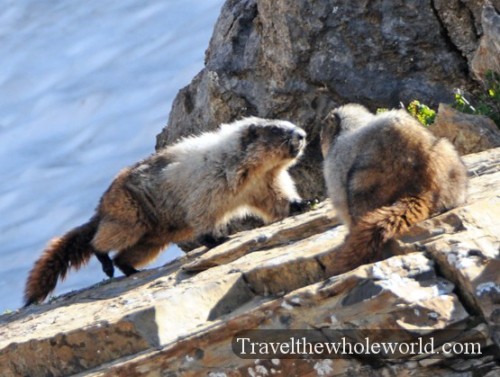 Glacier National Park Marmots