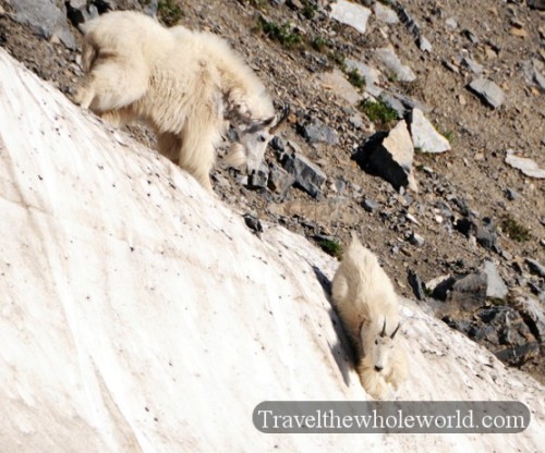 Glacier National Park Mountain Goats