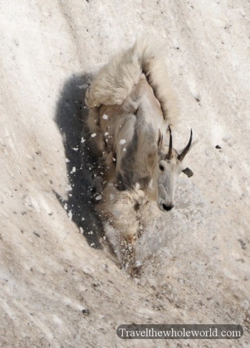 Glacier National Park Mountain Goat Sliding