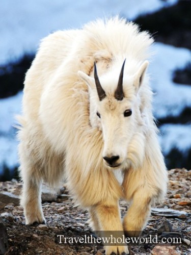 Mountani Goat