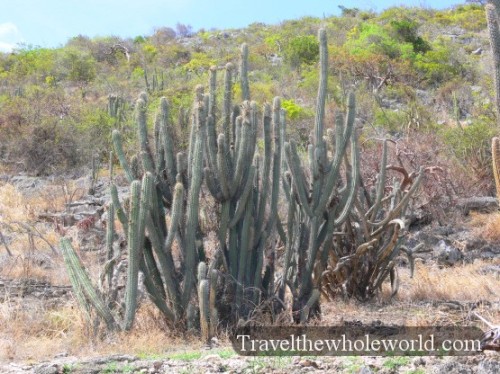 Puerto Rico Guanica Cactus