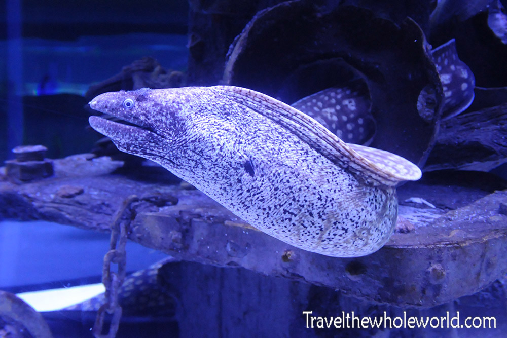Turkey Antalya Aquarium Eel