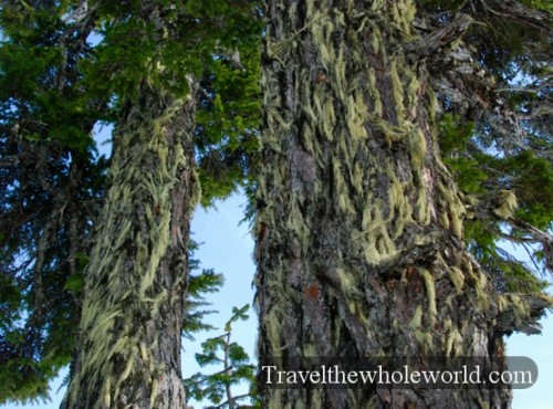 Washington Cascades Moss