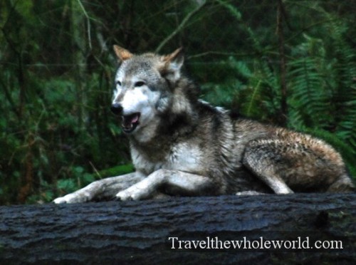 Washington Northwest Trek Gray Wolf