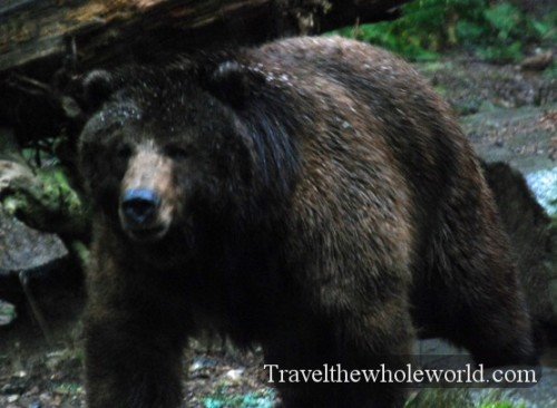 Washington Grizzly Bear