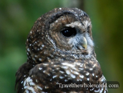 Washington Northwest Trek Owl