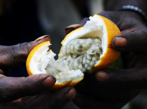 West Papua Passion Fruit