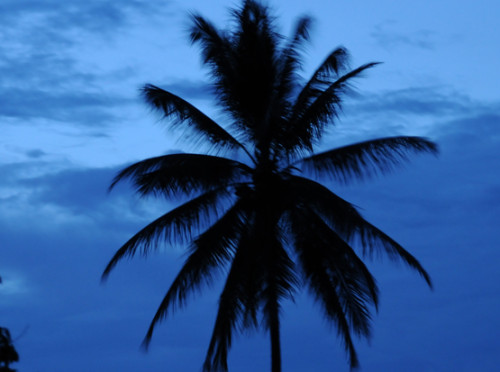 West Papua Naribe Palm