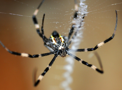 West Papua Suanggama Spider