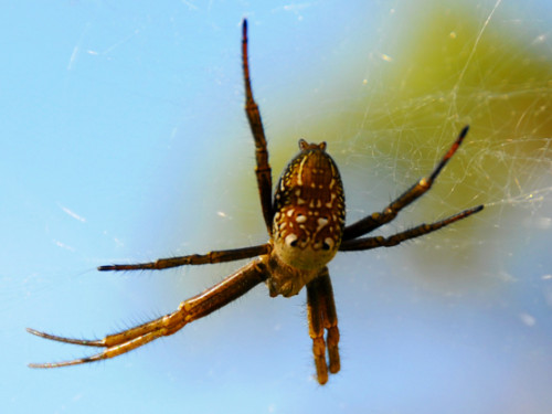 West Papua Sugapa Spider