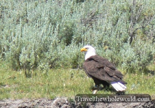 Yellowstone Bald Eagle