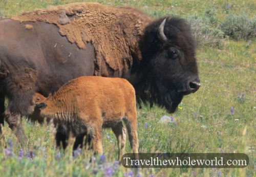 Yellowstone Bison Calf Feeding