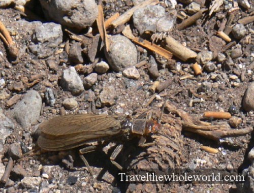 Yellowstone Nasty Bug