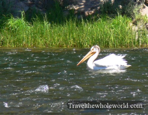 Yellowstone Pelican Swimming