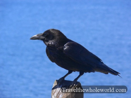 Yellowstone Raven