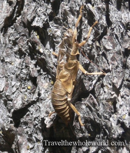 Yellowstone Cicada Shell