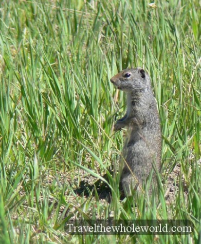Yellowstone Ground Squirrel