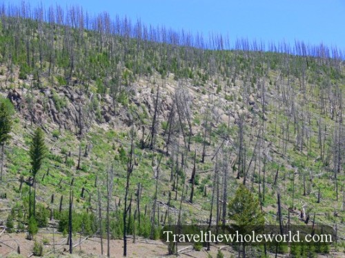 Yellowstone Trees