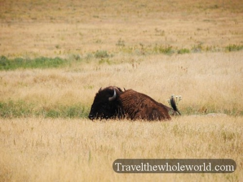 kansas Tallgrass Prairie Bison