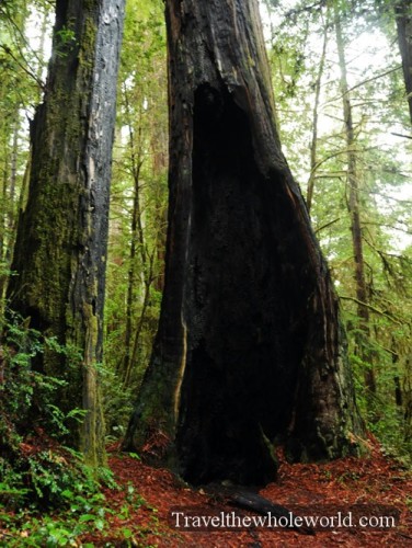 California National Redwoods Fier