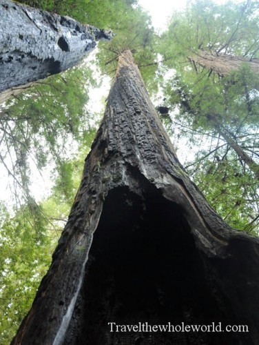 California Redwoods Burned Tree Fire