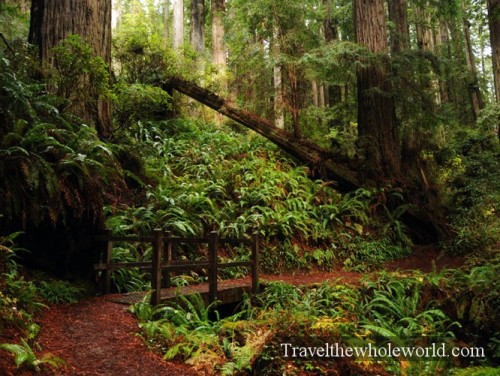 California Redwoods Hiking Trail