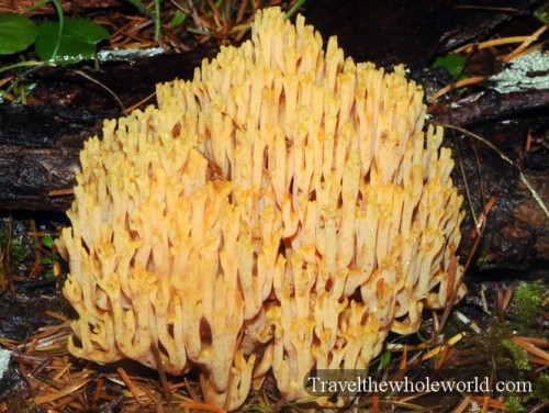 California Redwoods Fungus
