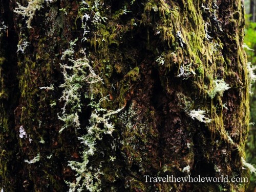 California Redwoods Mossy Bark