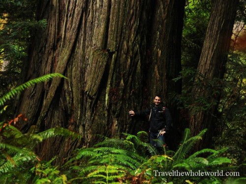 George Kashouh California Redwoods